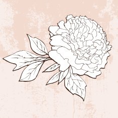 Hand drawn peony on grunge background N2
