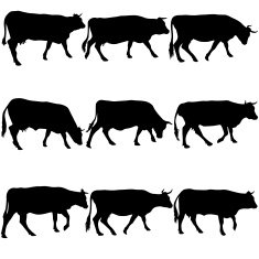 Collection black silhouettes of cow Vector illustration N3