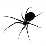 Spider N27