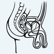 Male urinary system N2