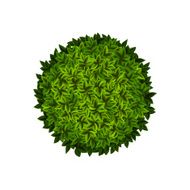 Round green bush