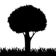 silhouette of a tree and grass