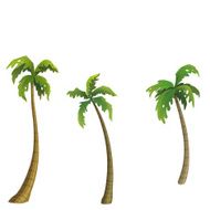 Coconut palm N3