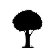 Silhouette of a tree N8