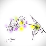orchid sketch drawing isolated on white background vector