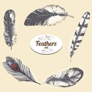 Set of drawings feathers