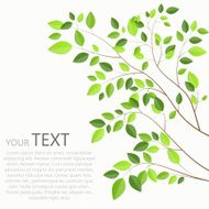Beautiful Green Tree on a White Background Vector Illustration