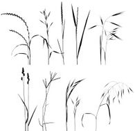 Grass Collection For Designers
