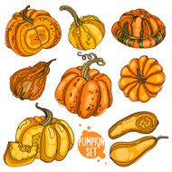 Pumpkin set hand-painted bright orange white background isolated vector