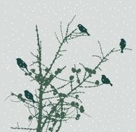 birds on a fir tree