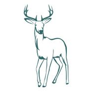 young deer N2