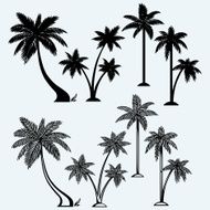 Silhouette of palm trees N4