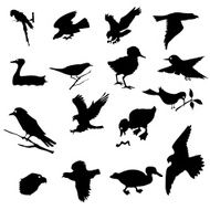 Birds N85