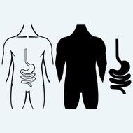 human digestive system N10