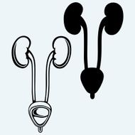 Kidney and urinary bladder