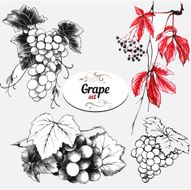 Ripe grape