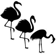 Three flamingos