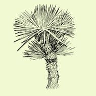 Hand drawn black and white single palm tree N3