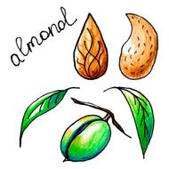 almond N2
