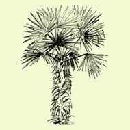 Hand drawn black and white single palm tree N5