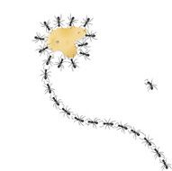 ants vector N2