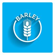 Barley ear