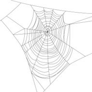 spider web N18