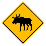 Moose crossing