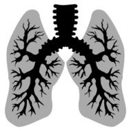 Human Lungs N7