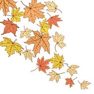 Color autumn leaves template N3