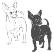 Vector drawing of a chihuahua