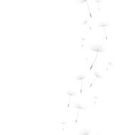 Dandeliom background N2