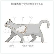 Respiratory system of the cat vector illustration N2