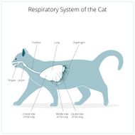 Respiratory system of the cat vector illustration N3