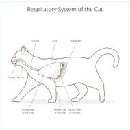 Respiratory system of the cat vector illustration N4