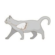 Respiratory system of the cat vector illustration N5