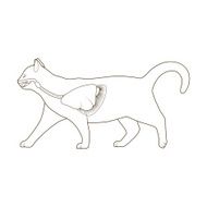 Respiratory system of the cat vector illustration N7