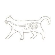Digestive system of the cat vector illustration N2