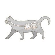 Digestive system of the cat vector illustration N4