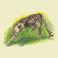 Wild cat irbis leopard snow bars