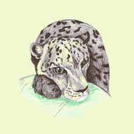 Wild cat irbis leopard snow bars N2