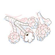Alveoli vector illustration