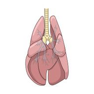 Lungs of the dog vector illustration N2