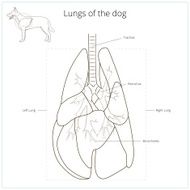 Lungs of the dog vector illustration N3
