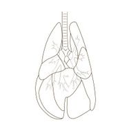 Lungs of the dog vector illustration N4
