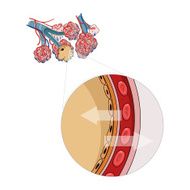 Alveoli vector illustration N2