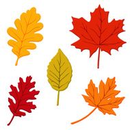 Colorful set of autumn leaves isolated vector illustration