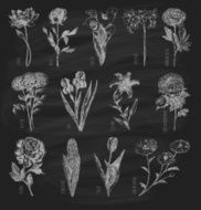 Trendy set hand drawn flowers on chalkboard