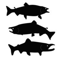 BigFish