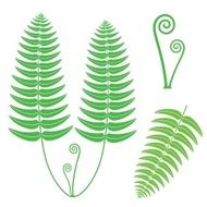 Fern N3